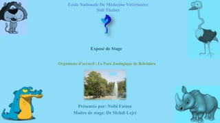 Ecole Nationale De Médecine Vétérinaire
Sidi Thabet
Présentée par: Nsibi Fatma
Maitre de stage: Dr Mehdi Lejri
Exposé de Stage
Organisme d’accueil : Le Parc Zoologique de Belvédère
 