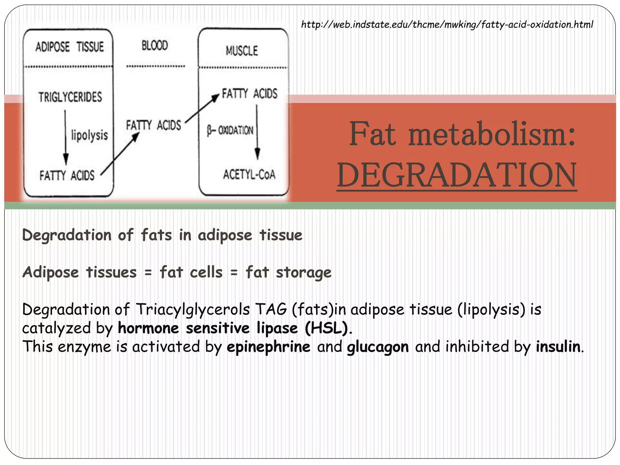Fats and oils | PPTX