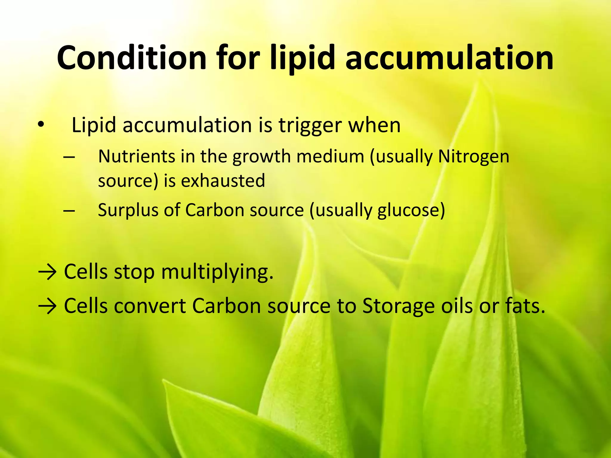 Condition for lipid accumulation
• Lipid accumulation is trigger when
– Nutrients in the growth medium (usually Nitrogen
source) is exhausted
– Surplus of Carbon source (usually glucose)
→ Cells stop multiplying.
→ Cells convert Carbon source to Storage oils or fats.
 