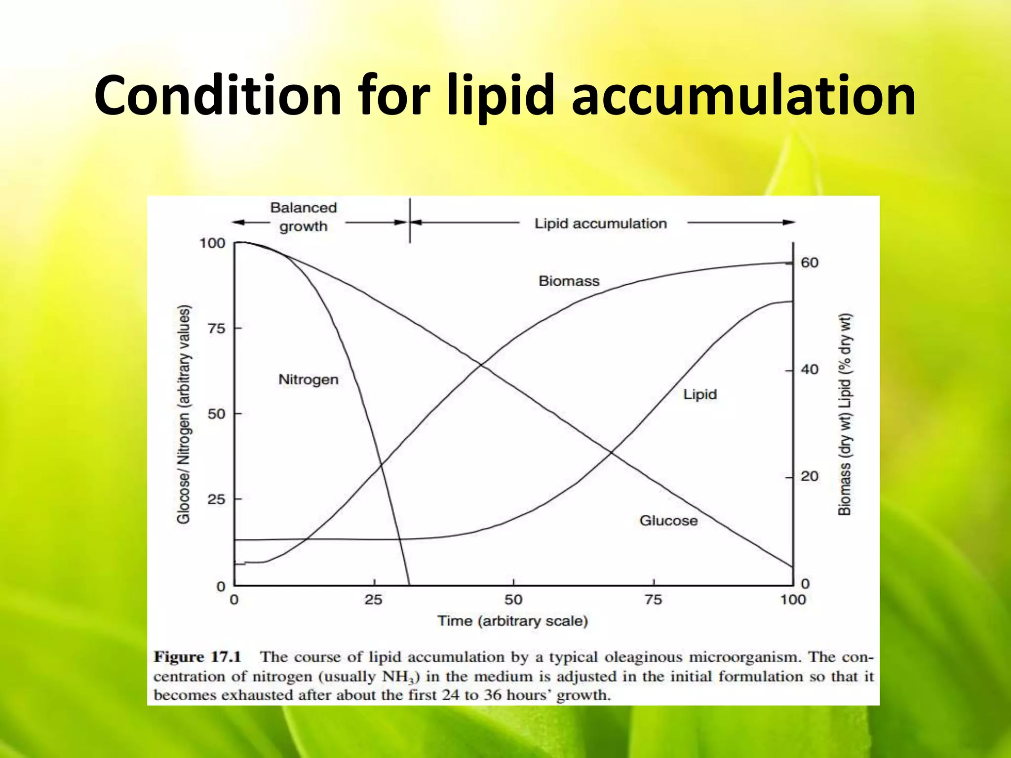 Condition for lipid accumulation
 