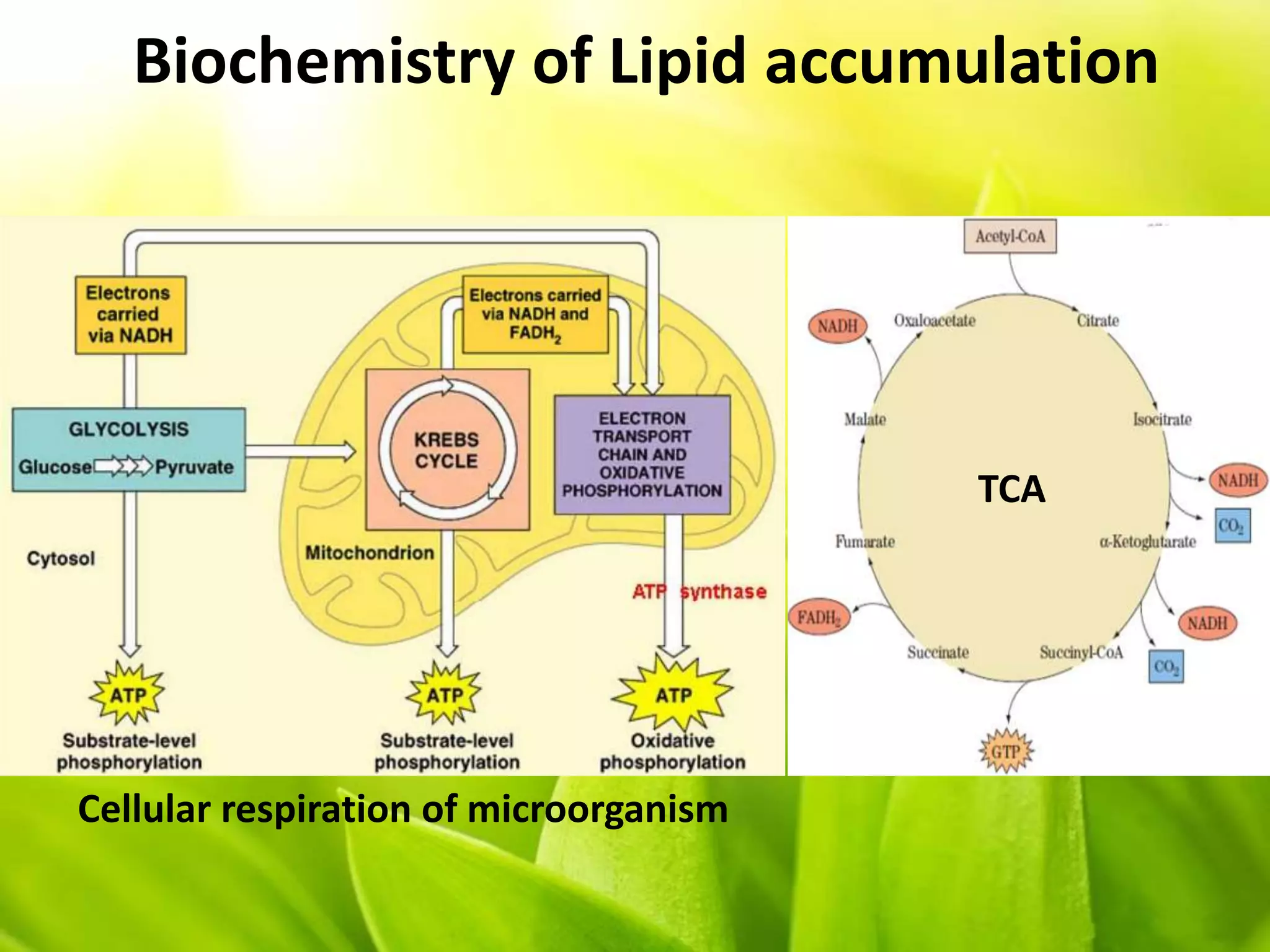 Biochemistry of Lipid accumulation
Cellular respiration of microorganism
TCA
 