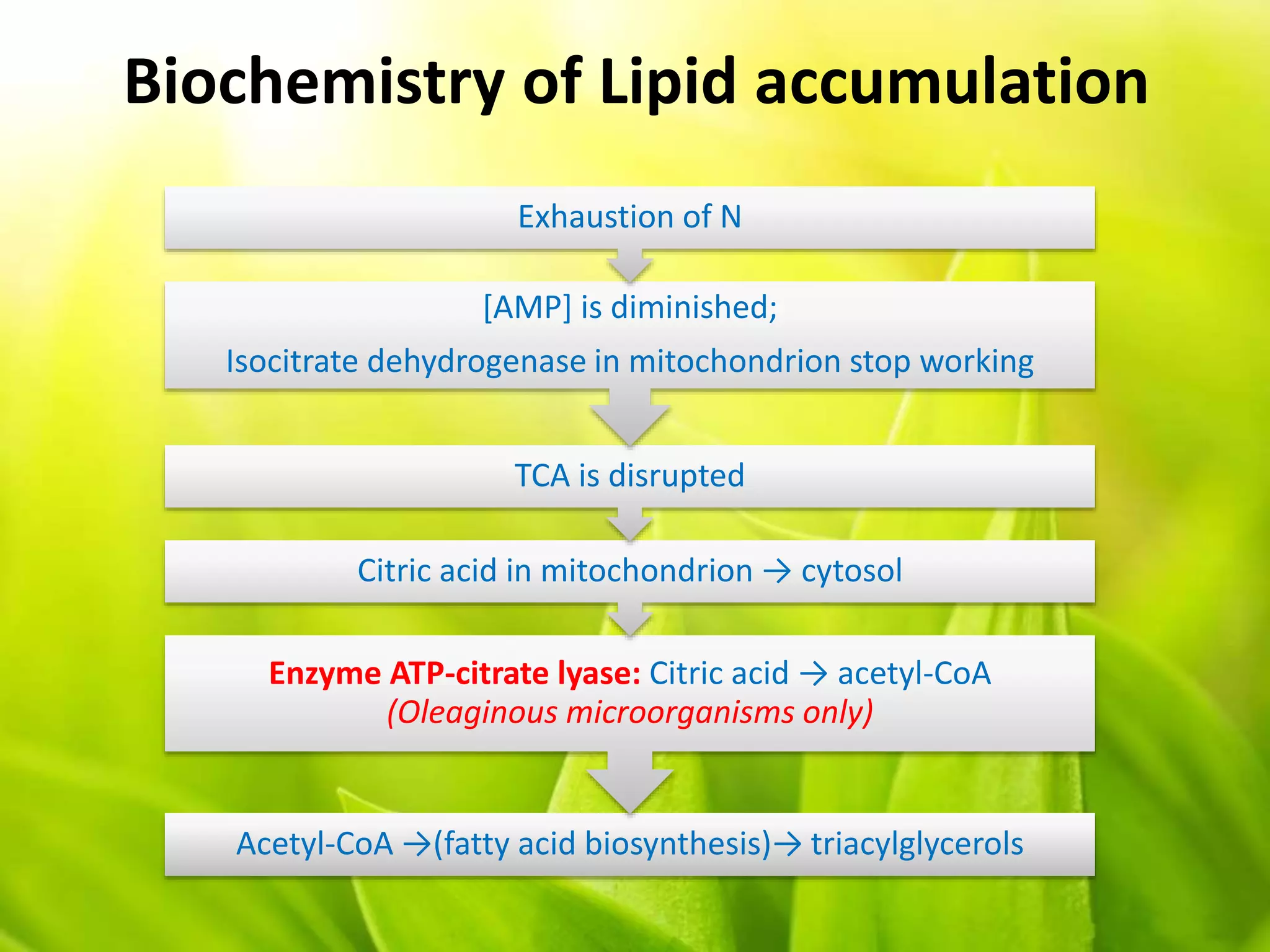 Biochemistry of Lipid accumulation
Acetyl-CoA →(fatty acid biosynthesis)→ triacylglycerols
Enzyme ATP-citrate lyase: Citric acid → acetyl-CoA
(Oleaginous microorganisms only)
Citric acid in mitochondrion → cytosol
TCA is disrupted
[AMP] is diminished;
Isocitrate dehydrogenase in mitochondrion stop working
Exhaustion of N
 