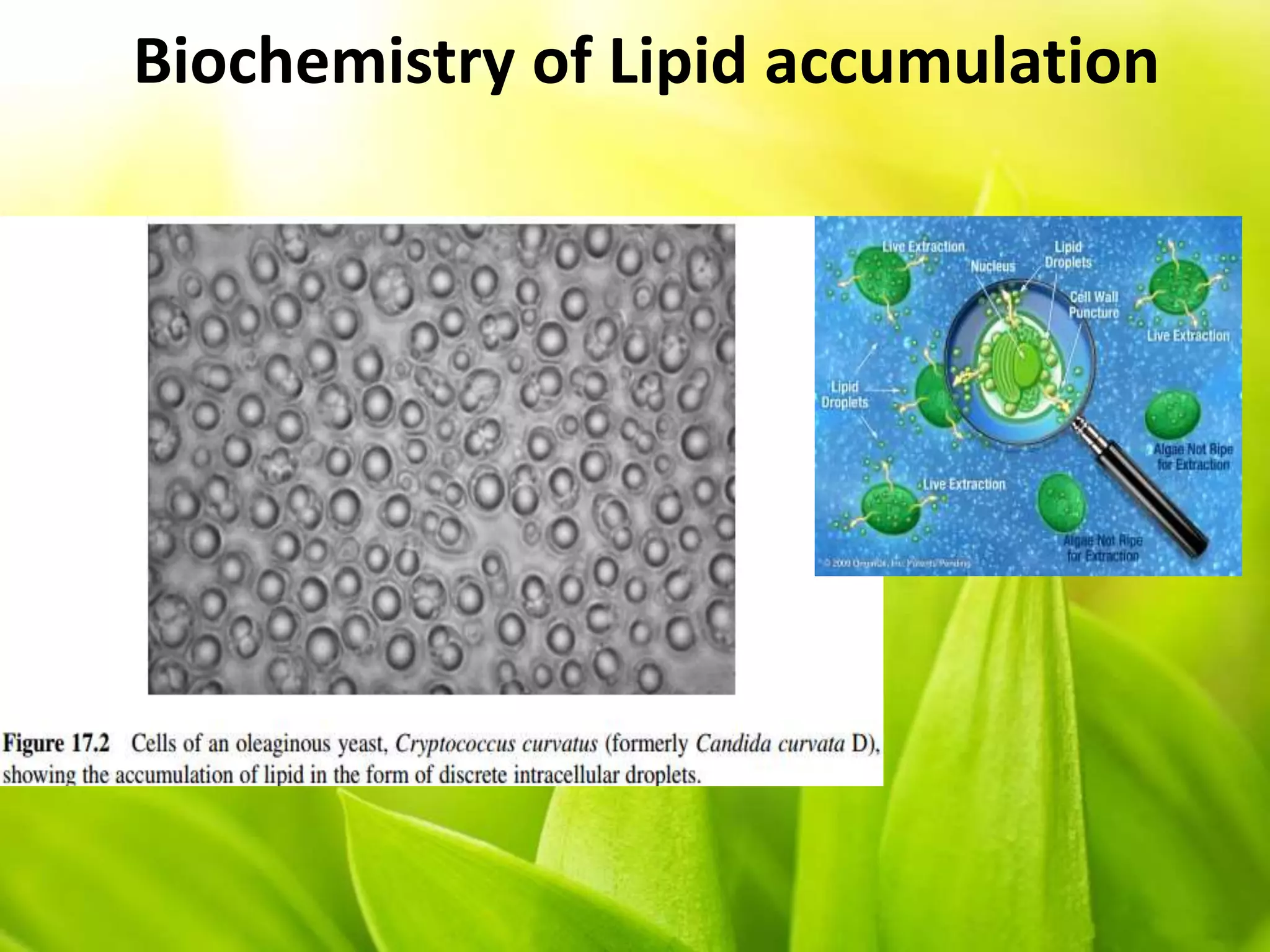 Biochemistry of Lipid accumulation
 
