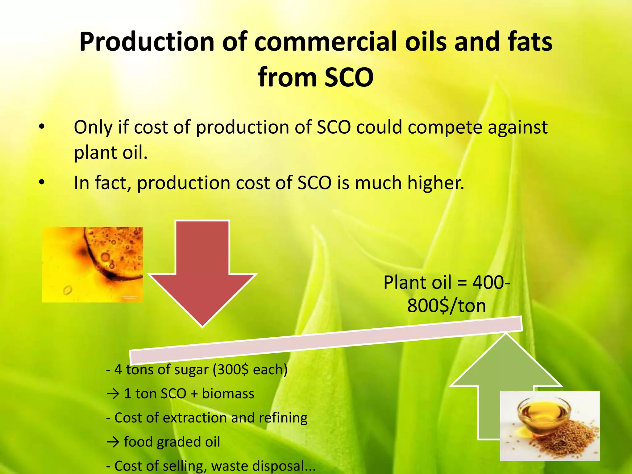 Production of commercial oils and fats
from SCO
• Only if cost of production of SCO could compete against
plant oil.
• In fact, production cost of SCO is much higher.
Plant oil = 400-
800$/ton
- 4 tons of sugar (300$ each)
→ 1 ton SCO + biomass
- Cost of extraction and refining
→ food graded oil
- Cost of selling, waste disposal...
 