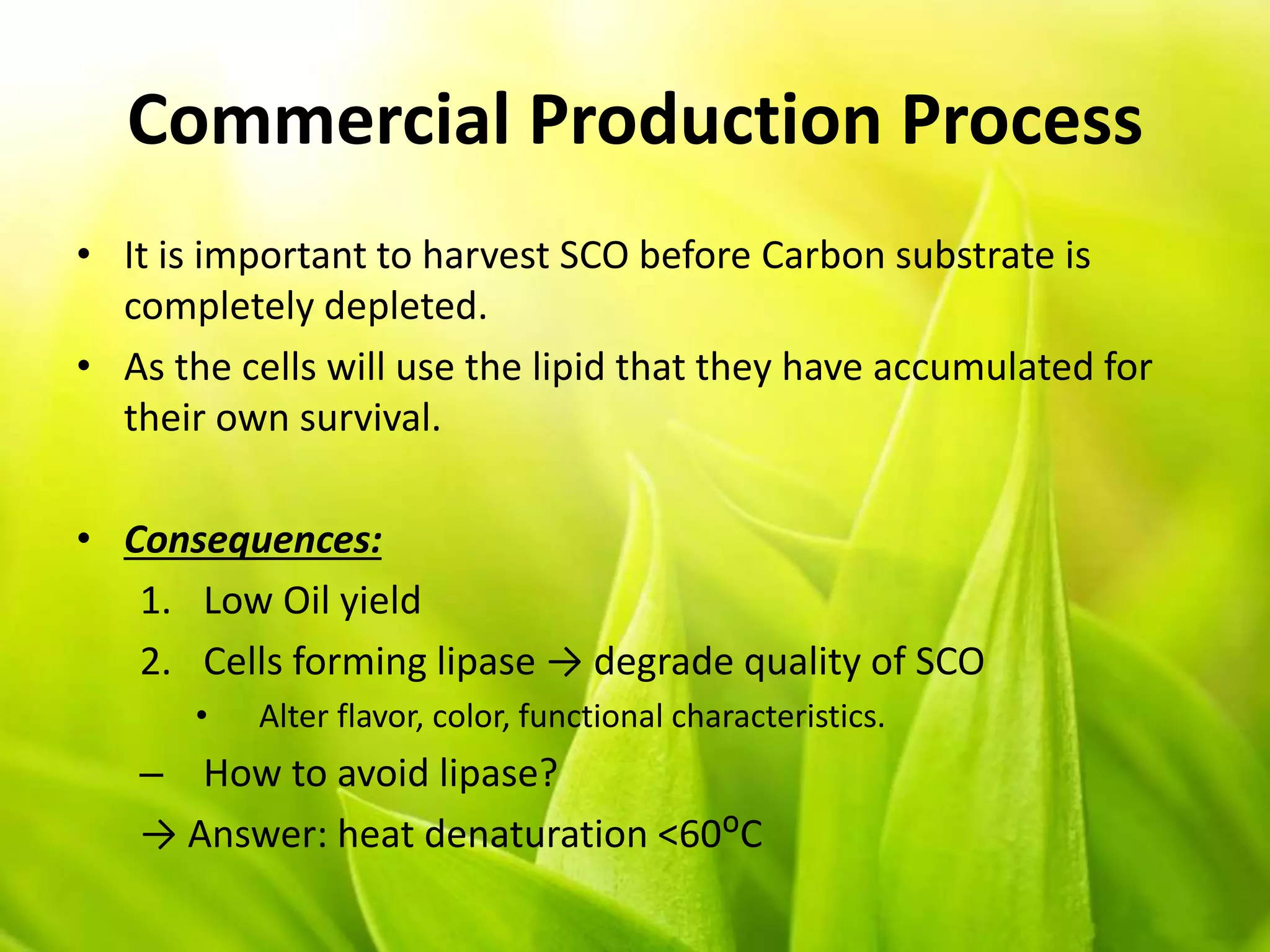 Commercial Production Process
• It is important to harvest SCO before Carbon substrate is
completely depleted.
• As the cells will use the lipid that they have accumulated for
their own survival.
• Consequences:
1. Low Oil yield
2. Cells forming lipase → degrade quality of SCO
• Alter flavor, color, functional characteristics.
– How to avoid lipase?
→ Answer: heat denaturation <60ᴼC
 