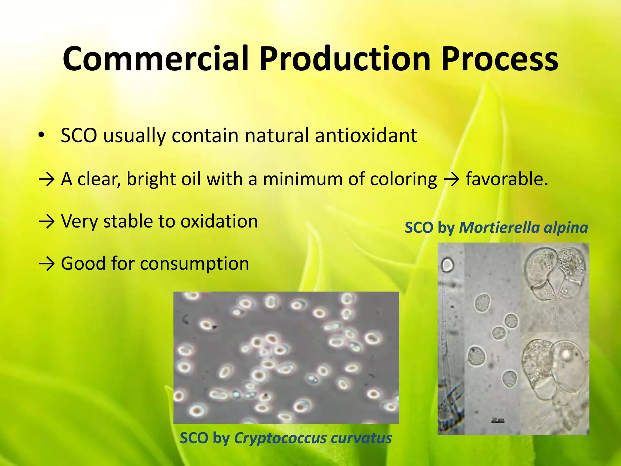 Commercial Production Process
• SCO usually contain natural antioxidant
→ A clear, bright oil with a minimum of coloring → favorable.
→ Very stable to oxidation
→ Good for consumption
SCO by Cryptococcus curvatus
SCO by Mortierella alpina
 