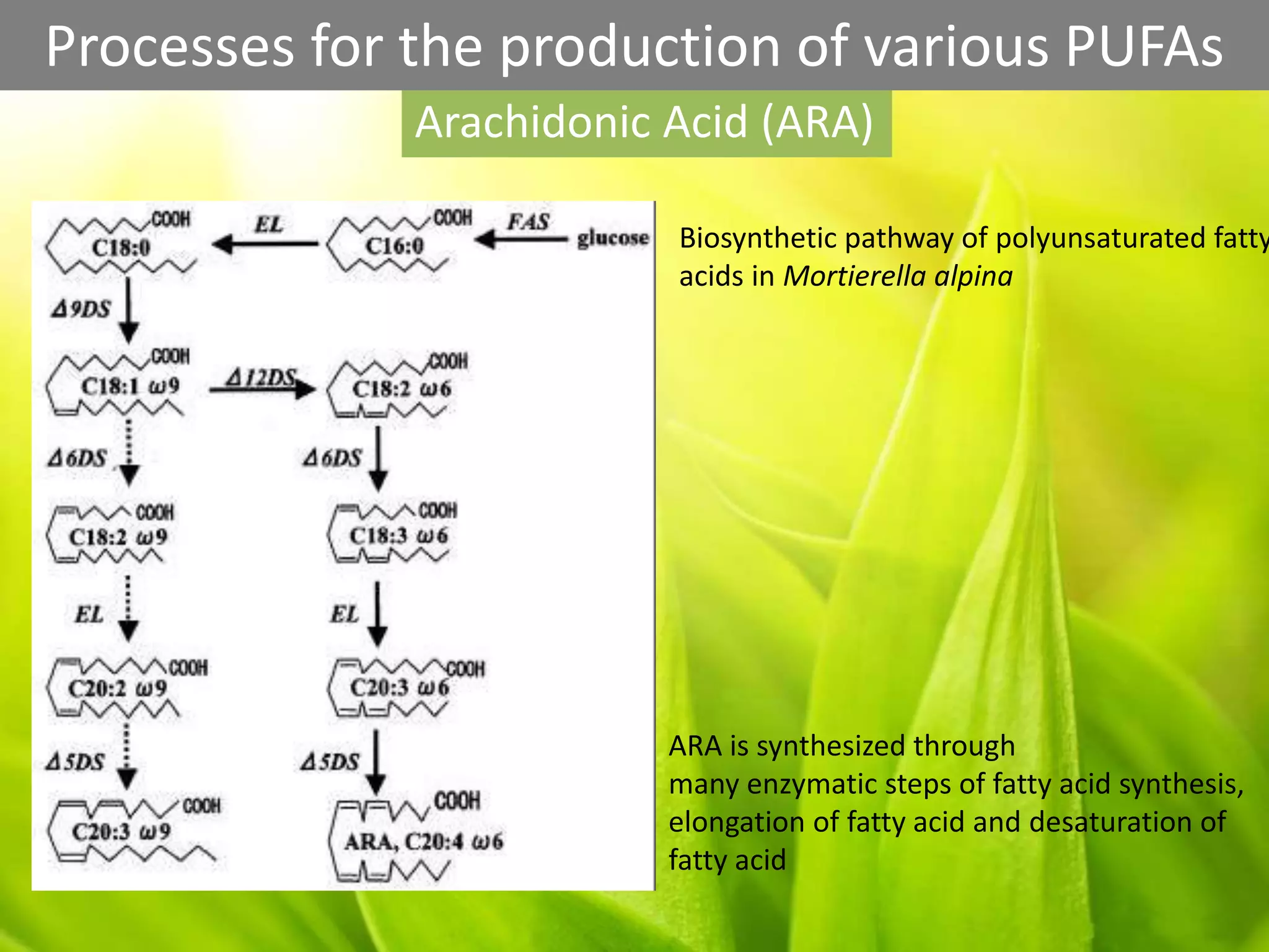 Arachidonic Acid (ARA)
Processes for the production of various PUFAs
Biosynthetic pathway of polyunsaturated fatty
acids in Mortierella alpina
ARA is synthesized through
many enzymatic steps of fatty acid synthesis,
elongation of fatty acid and desaturation of
fatty acid
 