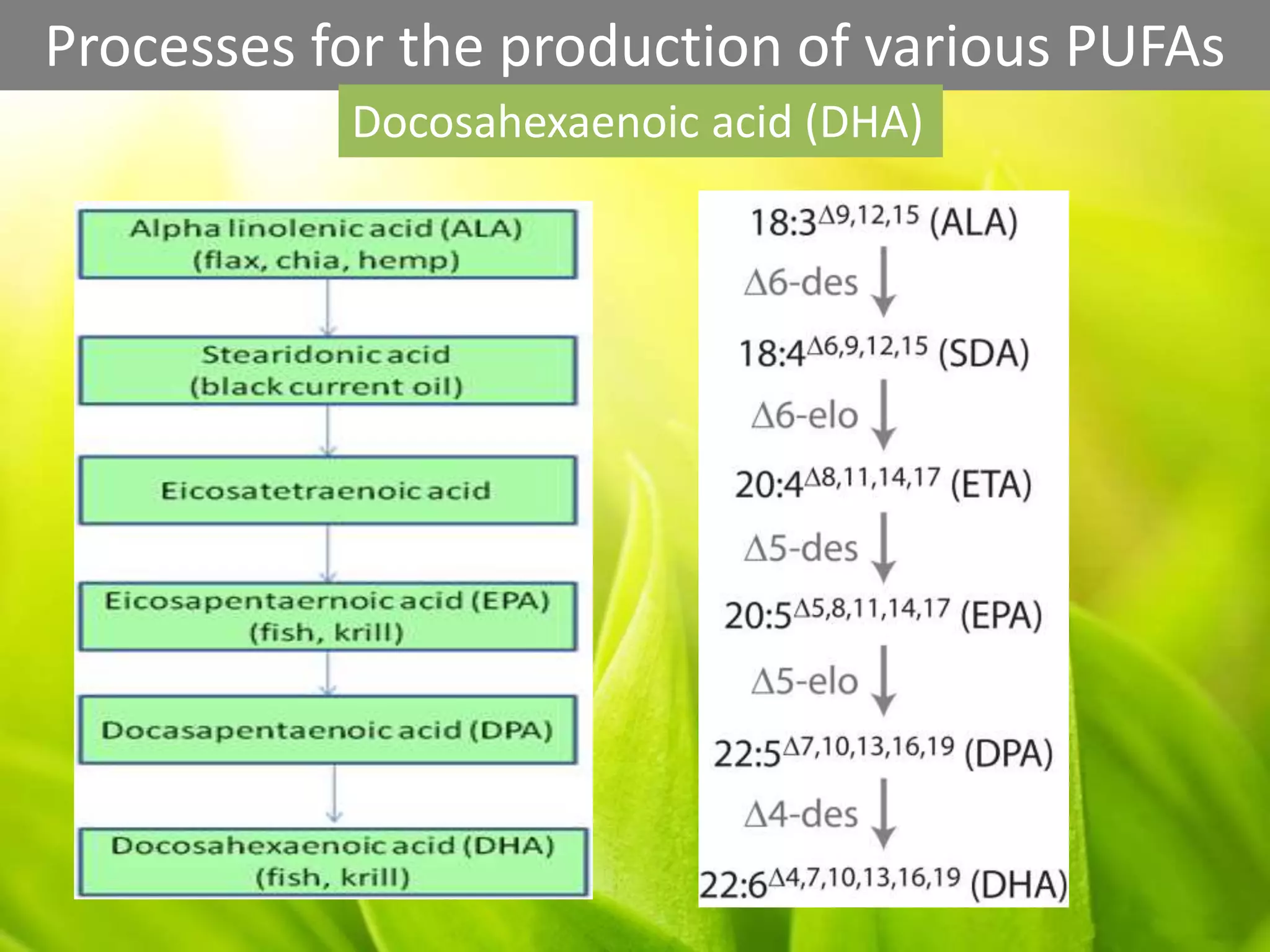 Processes for the production of various PUFAs
Docosahexaenoic acid (DHA)
 
