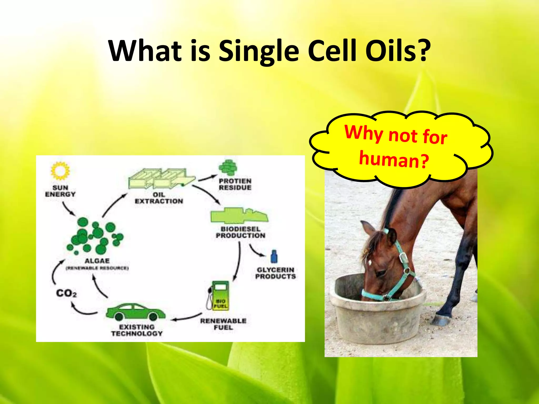 What is Single Cell Oils?
 