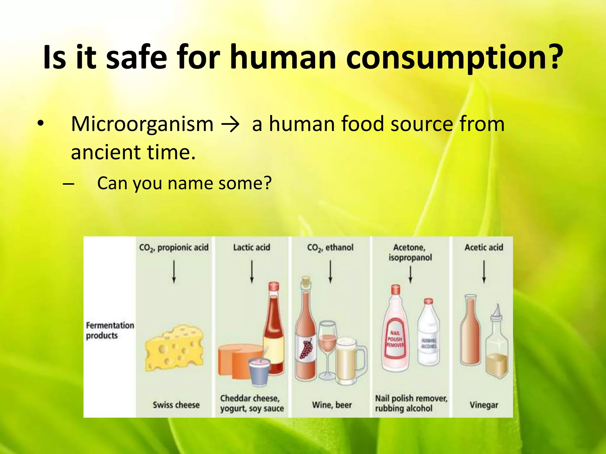 Is it safe for human consumption?
• Microorganism → a human food source from
ancient time.
– Can you name some?
 