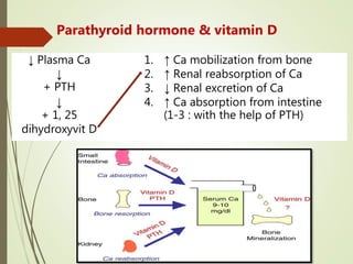 Parathyroid hormone & vitamin D
↓ Plasma Ca
↓
+ PTH
↓
+ 1, 25
dihydroxyvit D
1. ↑ Ca mobilization from bone
2. ↑ Renal reabsorption of Ca
3. ↓ Renal excretion of Ca
4. ↑ Ca absorption from intestine
(1-3 : with the help of PTH)
 