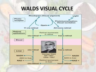 WALDS VISUAL CYCLE
 