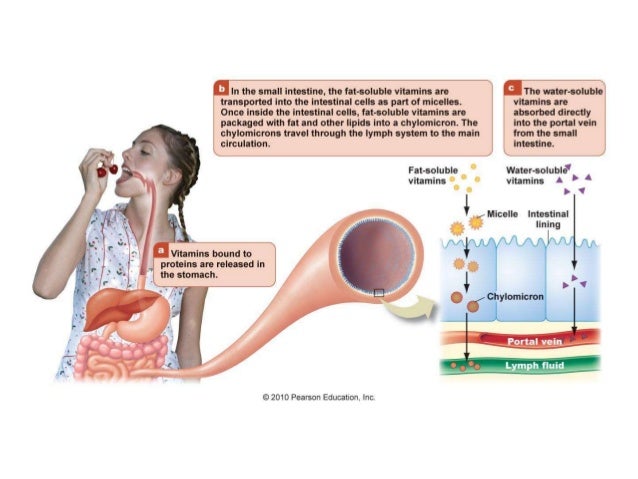 Where In The Body Is Food Stored Where In The Body Is Food Stored