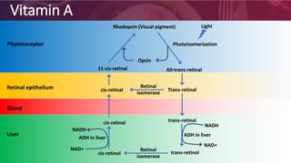 Vitamin A
Rhodopsin (Visual pigment)
11-cis-retinal All-trans-retinal
cis-retinal Trans-retinal
cis-retinol
trans-retinalcis-retinal
trans-retinol
NADH
NAD+
NAD+
NADH
ADH in liver
ADH in liver
Retinal
isomerase
Retinol
isomerase
Photoisomerization
Light
Opsin
Photoreceptor
Retinal epithelium
Blood
Liver
 