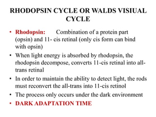 RHODOPSIN CYCLE OR WALDS VISIUAL
CYCLE
• Rhodopsin: Combination of a protein part
(opsin) and 11- cis retinal (only cis form can bind
with opsin)
• When light energy is absorbed by rhodopsin, the
rhodopsin decompose, converts 11-cis retinal into all-
trans retinal
• In order to maintain the ability to detect light, the rods
must reconvert the all-trans into 11-cis retinol
• The process only occurs under the dark environment
• DARK ADAPTATION TIME
 