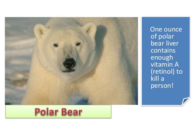 Polar bears