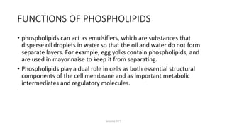FUNCTIONS OF PHOSPHOLIPIDS
• phospholipids can act as emulsifiers, which are substances that
disperse oil droplets in water so that the oil and water do not form
separate layers. For example, egg yolks contain phospholipids, and
are used in mayonnaise to keep it from separating.
• Phospholipids play a dual role in cells as both essential structural
components of the cell membrane and as important metabolic
intermediates and regulatory molecules.
MAXINE PITT
 
