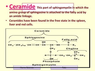 • Ceramide This part of sphingomyelin in which the
amino group of sphingosine is attached to the fatty acid by
an amide li...