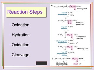 Reaction Steps
Oxidation
Hydration
Oxidation
Cleavage
 
