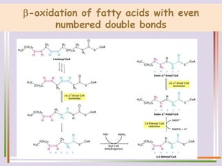 -oxidation of fatty acids with even
numbered double bonds
 