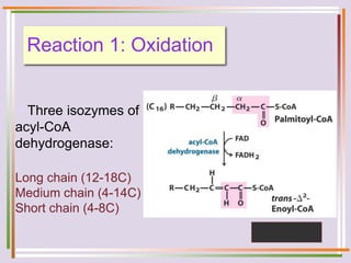 Reaction 1: Oxidation
Three isozymes of
acyl-CoA
dehydrogenase:
Long chain (12-18C)
Medium chain (4-14C)
Short chain (4-8C)
 
