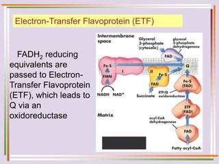 Electron-Transfer Flavoprotein (ETF)
FADH2 reducing
equivalents are
passed to Electron-
Transfer Flavoprotein
(ETF), which leads to
Q via an
oxidoreductase
 