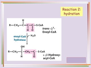 Reaction 2:
hydration
 