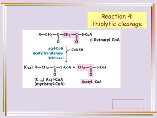Reaction 4:
thiolytic cleavage
 