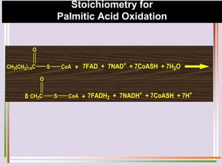 Stoichiometry for
Palmitic Acid Oxidation
O
CH3(CH2)14C S CoA + 7FAD + 7NAD+
+ 7CoASH + 7H2O
O
CH3C S CoA
8 7FADH2 + 7NADH+
+ 7CoASH + 7H+
+
 
