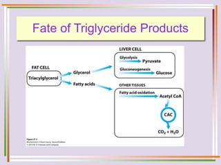 Fate of Triglyceride Products
 