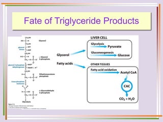 Fate of Triglyceride Products
 