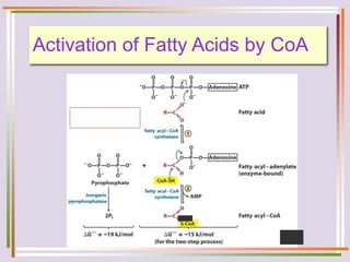Activation of Fatty Acids by CoA
 