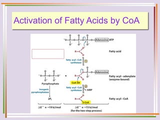 Activation of Fatty Acids by CoA
 