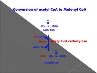 O
CH3 – C– SCoA
Acety CoA
ADP + Pi
O
-OOC– CH2 – C – SCoA
Malonyl CoA
Acetyl CoA carboxylase
CO2, ATP
Biotin
 