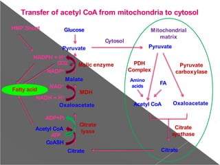 Glucose
Oxaloacetate
Citrate
Mitochondrial
matrix
Pyruvate
Acetyl CoA
Citrate
Oxaloacetate
Amino
acids
FA
Pyruvate
carboxylase
PDH
Complex
Citrate
synthase
ADP+Pi
Acetyl CoA
ATP
CoASH
Citrate
lyase
MDH
NADH + H+
Pyruvate
NADPH + H+
HMP Shunt
CO2
NADP+
Malate
NAD+
Fatty acid
Cytosol
Transfer of acetyl CoA from mitochondria to cytosol
Malic enzyme
 