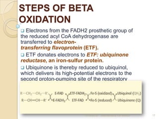 STEPS OF BETA
OXIDATION
  Electrons from the FADH2 prosthetic group of
the reduced acyl CoA dehydrogenase are
transferred...