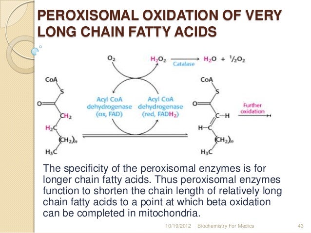function of fatty acids