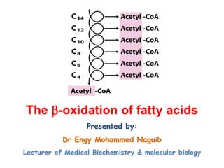 Fatty acid oxidation and lipolysis 2025 copy.pdf