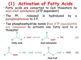 Fatty acid oxidation and lipolysis 2025 copy.pdf