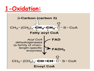 Fatty acid oxidation and lipolysis 2025 copy.pdf