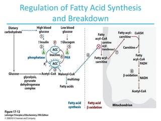 Fatty acid oxidation and lipolysis 2025 copy.pdf