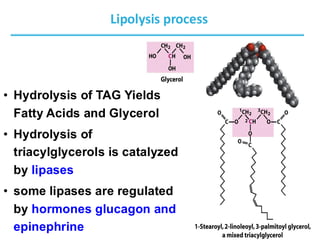 Fatty acid oxidation and lipolysis 2025 copy.pdf