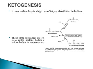 Fatty acid oxidation & ketone bodies | PPT