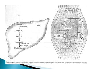 Fatty acid oxidation & ketone bodies | PPT