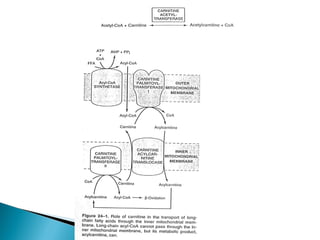 Fatty acid oxidation & ketone bodies | PPT
