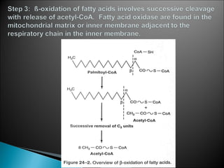 Fatty acid oxidation & ketone bodies | PPT