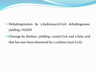  Dehydrogenation by 3-hydroxyacyl-CoA dehydrogenase,
yielding 1 NADH
 Cleavage by thiolase, yielding 1 acetyl-CoA and a fatty acid
that has now been shortened by 2 carbons (acyl-CoA)
 