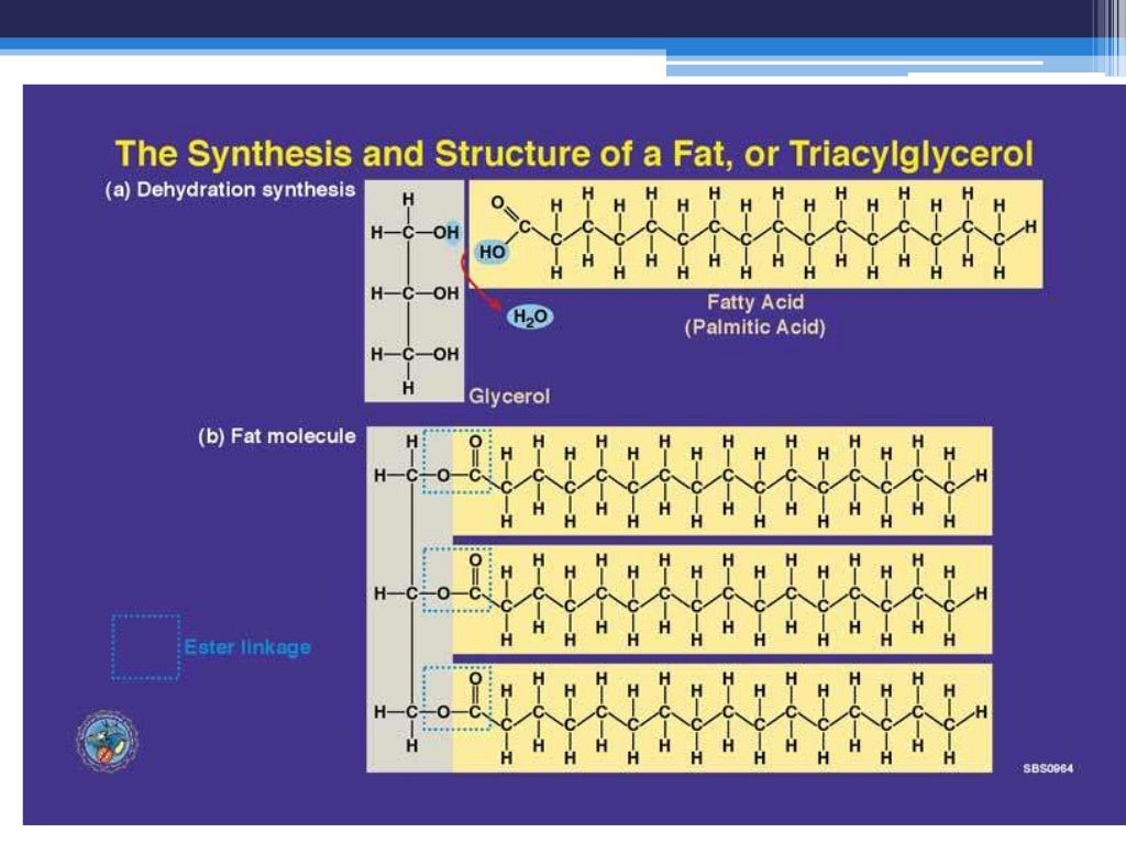 Fatty acids and triglycerides