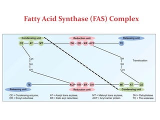 Fas Structure Fatty Acids Synthesis-1.pptx