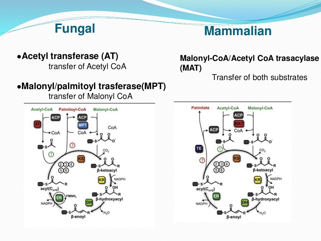 Fatty acid synthase